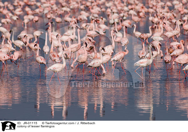 colonyof lesser flamingos / JR-01115